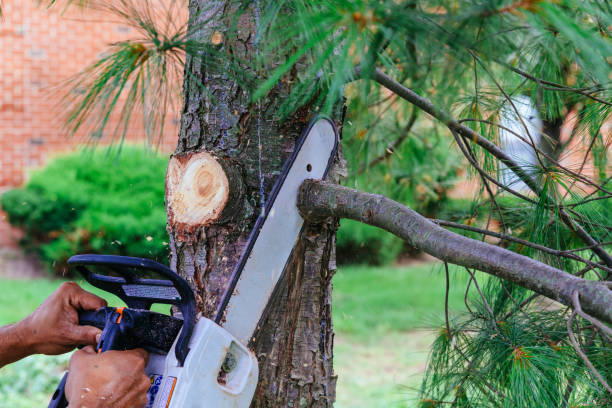 Trusted Detroit Beach, MI Tree Services Experts